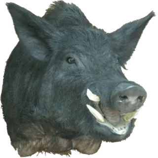 taxiderm telegram stickers