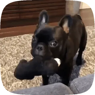 Dogs whatsapp stickers