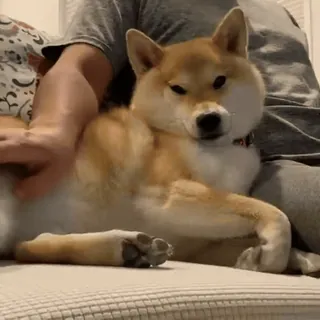 🐕 Hund, Shiba Inu, Haustier, Tier, süß telegram sticker
