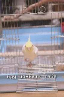 ❤️ иду цомкать тебя cockatiel, bird, cage, pet, cute, animal telegram sticker