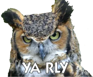 🐧 YA RLY сова, птица, серьезно, мем, интернет сленг telegram sticker
