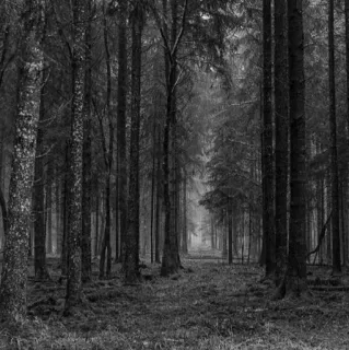 🥀 forest, trees, nature, woods, landscape, black and white, fog, path telegram sticker