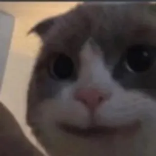 🙂 gatto, animale domestico, animale, gatto domestico, mammifero telegram sticker