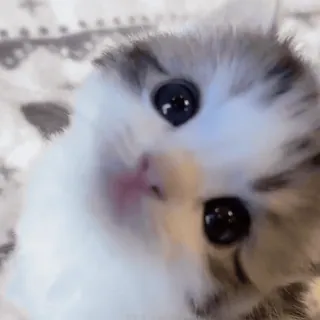 😊 子猫, 猫, かわいい, 動物, ペット, ネコ科, 家畜 telegram sticker