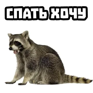 💤 СПАТЬ ХОЧУ mapache, dormilón, cansado, animal whatsapp sticker