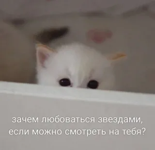 🤩 зачем любоваться звездами, если можно смотреть на тебя? 猫, 子猫, 白猫, 可愛い, 見つめる, ロシア whatsapp sticker