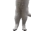 🐱