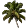 🥥