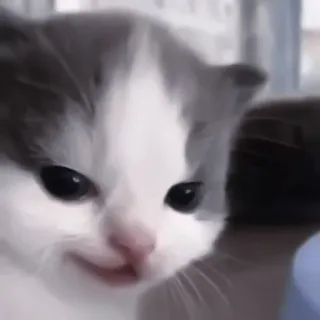 💗 котёнок, кот, милый, животное, питомец, кошачий, мем, смешной telegram sticker