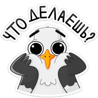 ❓ что делаешь? seagull, bird, cute, question, sticker telegram sticker