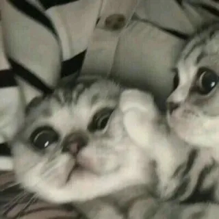 🐱 кот, котенок, милый, домашнее животное, животное telegram sticker