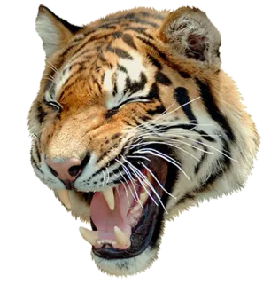 😫 tigre, animal, fauna, depredador, gato, felino whatsapp sticker