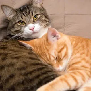 🥰 猫, 動物, ペット, ネコ科, 家畜, キジトラ, 茶トラ telegram sticker