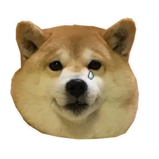 😢 доге, сиба ину, собака, мем, грустный, плакать telegram sticker