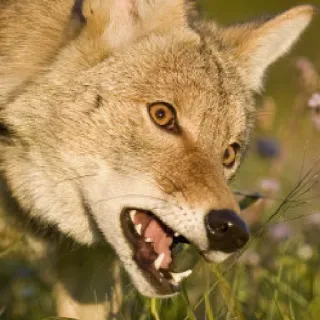 ❓ coyote, animal, wildlife, predator, mammal, nature telegram sticker