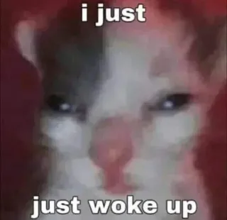 😴 i just
just woke up 猫, ミーム, 起きた, 面白い, 動物, ペット, 眠い telegram sticker