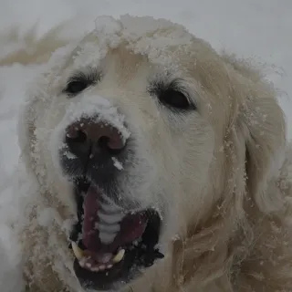 😫 Hund, Golden Retriever, Schnee, Winter, Tier, Haustier, Säugetier telegram sticker