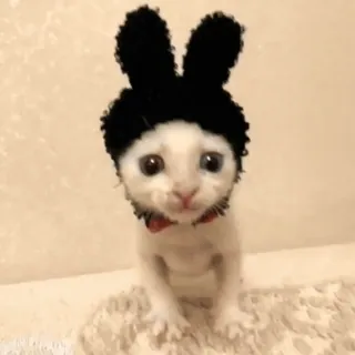 ☹️ gato, gatinho, coelho, animal, animal de estimação, fofo whatsapp sticker