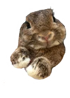 😇 konijn, schattig, dier, huisdier telegram sticker