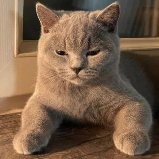 🤤 kucing, binatang, kucing peliharaan, felin, hewan peliharaan telegram sticker