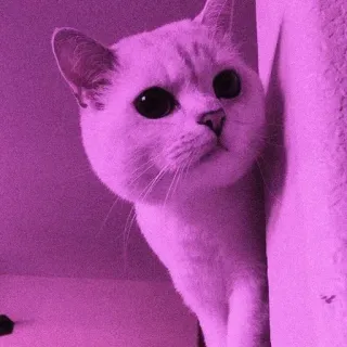 🌸 猫, 子猫, かわいい, ペット, 動物 telegram sticker