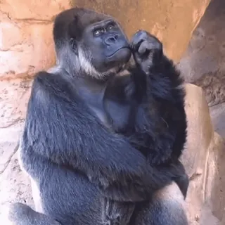 🤔 gorilla, animal, ape, mammal, primate, wildlife telegram sticker
