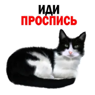 😐 ИДИ ПРОСПИСЬ gato, meme, russo, texto, animal whatsapp sticker