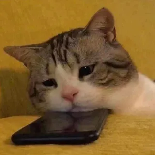 😔 猫, 電話, 動物, ペット, 飼い猫, 悲しい, 疲れた telegram sticker
