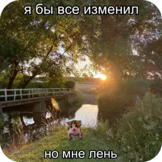 😔 я бы все изменил 
но мне лень cat, meme, nature, lazy, funny, kitten, landscape whatsapp sticker
