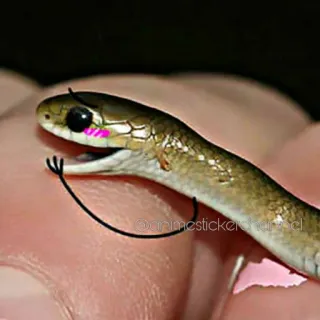 ☺️ Schlange, Reptil, Tier, süß, Augen, Anime whatsapp sticker