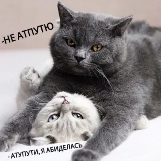 😍 -НЕ АТПУТЮ
-АТУПУТИ, Я АБИДЕЛАСЬ gatti, divertente, carino, animali domestici whatsapp sticker