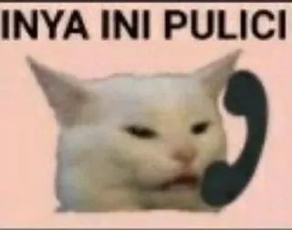 🌟 INYA INI PULICI kat, telefoon, meme, grappig, dier telegram sticker