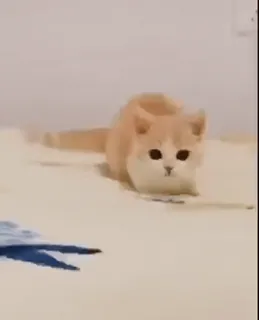😜 gato, gatinho, fofo, animal, brincalhão, animal de estimação, animal doméstico telegram sticker