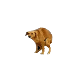 💩 cão, animal, animal de estimação, mamífero, animal doméstico telegram sticker