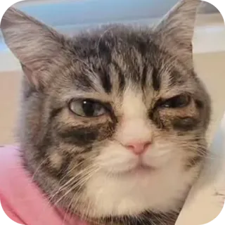 🐱 Meow Meow telegram sticker