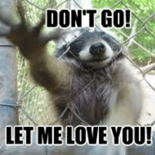 😢 DON'T GO!
LET ME LOVE YOU! mapache, animal, meme, lindo, divertido whatsapp sticker
