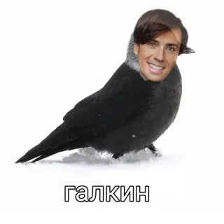 🧊 ГАЛКИН pássaro, meme, engraçado, paródia, Galkin telegram sticker