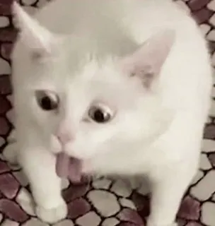🤍 gato, gato blanco, animal, mascota, mamífero, lindo, gracioso, meme whatsapp sticker