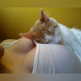 🐈 Katze, Haustier, Schlaf, Tier, häuslich, Säugetier telegram sticker