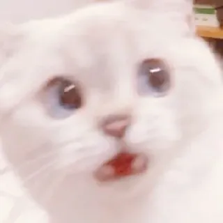 🐈 kot, zszokowany, słodki, zwierzę, zwierzak, zaskoczony telegram sticker