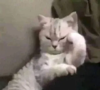 😾 Katze, Stinkefinger, Beleidigung, Tier, unhöflich, Humor whatsapp sticker