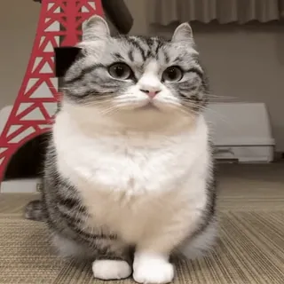 🙏 кот, милый, животное, котенок, домашнее животное, домашнее животное whatsapp sticker