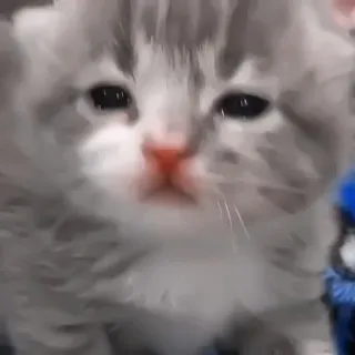 🎀 小猫, 猫, 可爱, 动物, 宠物 telegram sticker