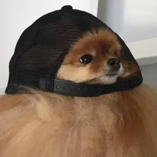 🧢 dog, hat, pet, cute, animal, pomeranian telegram sticker