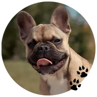 🐶 собака, французский бульдог, щенок, животное, питомец, милый telegram sticker
