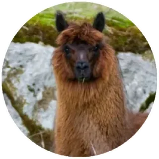 😠 alpaca, animal, mammal, brown, nature, domestic animal whatsapp sticker
