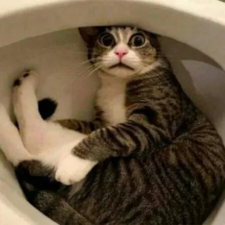 🐈 고양이, 화장실, 웃긴, 동물, 애완동물, 놀란 telegram sticker