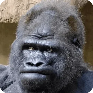 😕 gorila, animal, primata, macaco, vida selvagem telegram sticker