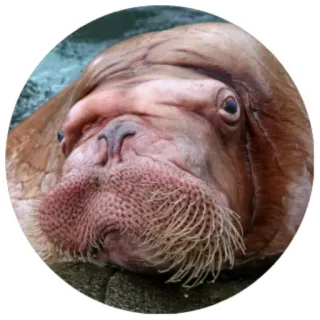 😒 mors, zwierzę, ssak morski, dzika przyroda, ssak telegram sticker
