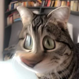 🐱 cat, animal, cute, pet, domestic, tabby telegram sticker